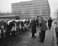 850456 Afbeelding van het transport van koeien op het parkeerterrein bij de Veemarkt (Croeselaan) te Utrecht, kort voor ...